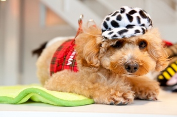 Dog.jpgのサムネール画像